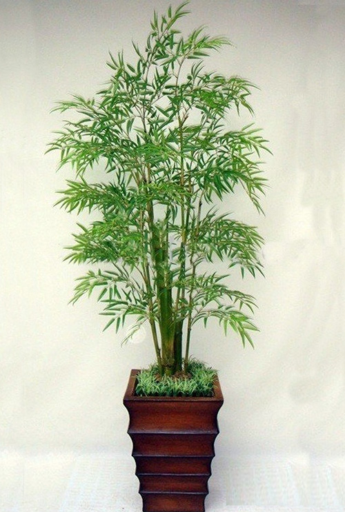 Bambu Dekorasyonlar